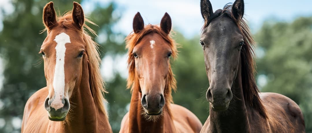 Anemia infecciosa equina