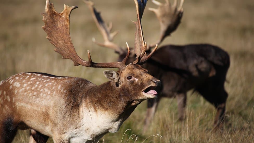 Doença Debilitante Crônica (CWD)