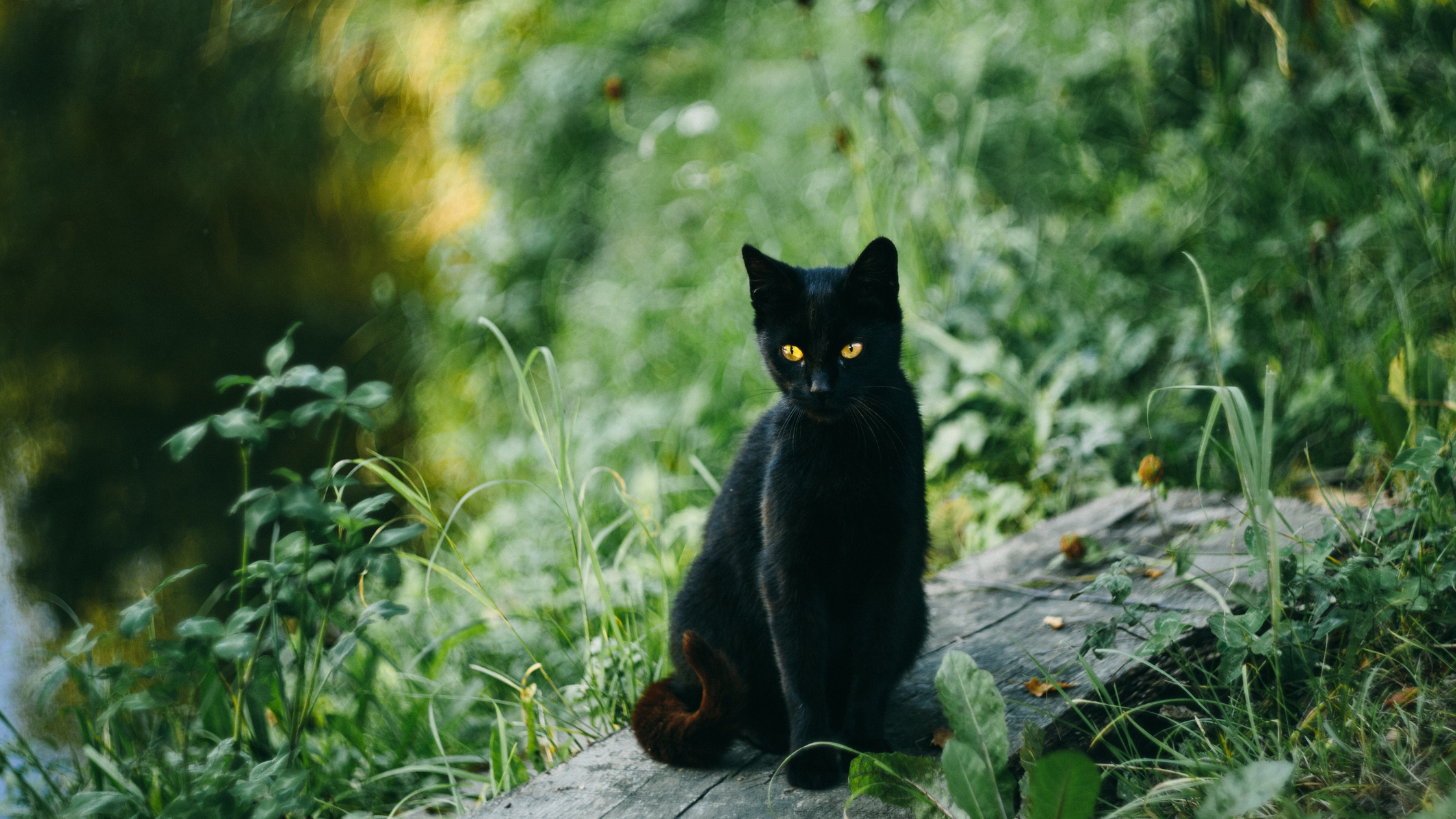 Panleucopenia felina