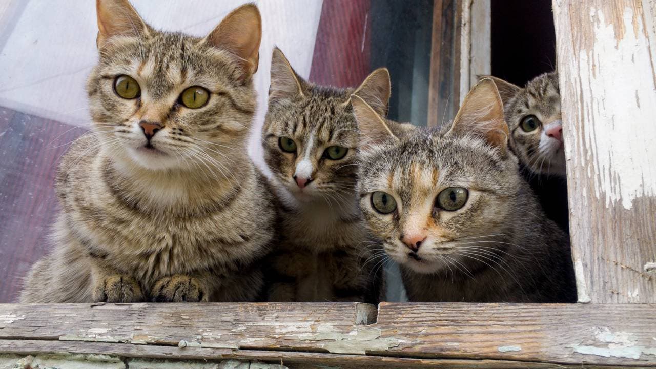 PIF (Peritonite Infecciosa Felina)