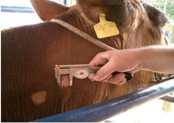 Teste Cervical Comparativo (TCC)